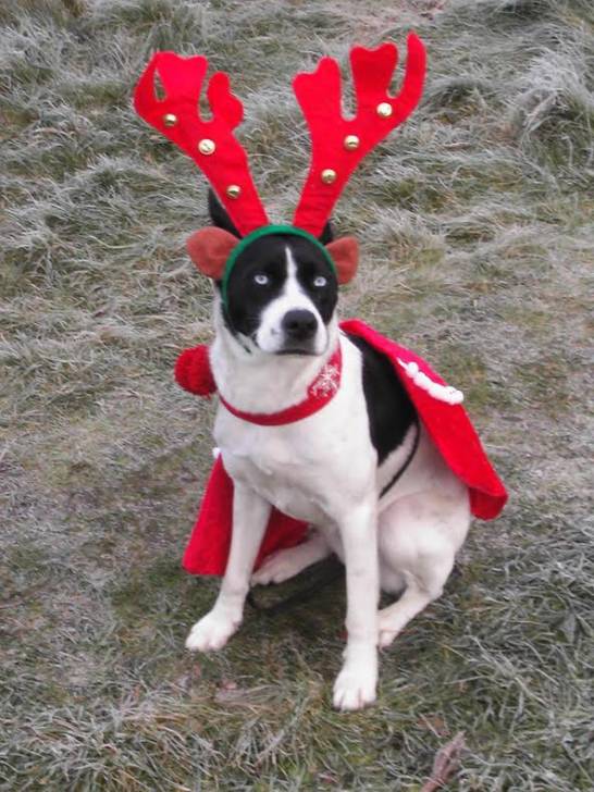 Jenna - Border Collie (2 ans)