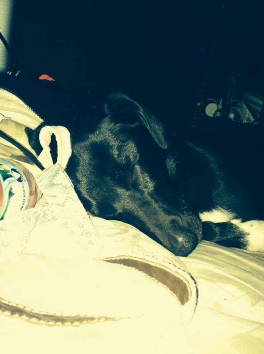 Jubilee - Border Collie