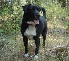 Lilly - Border Collie (4 ans)