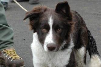 Border Collie - Border Collie