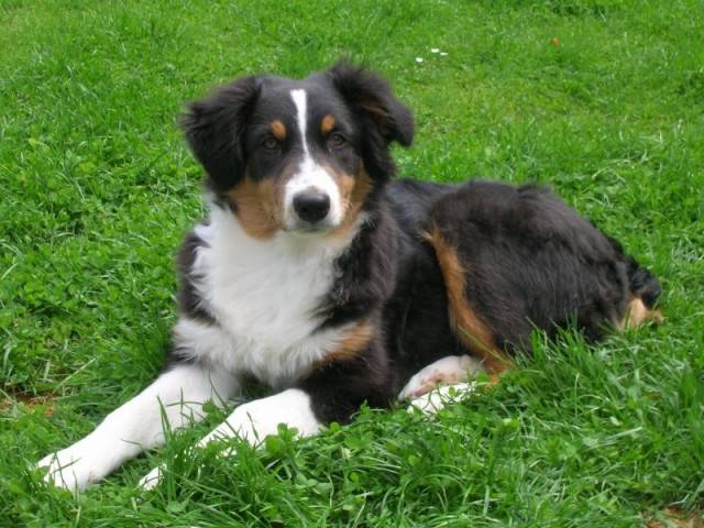 Maline - Border Collie (4 mois)