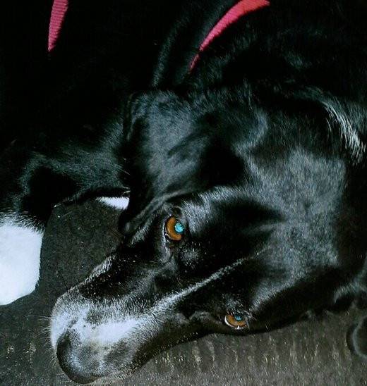 Lilly - Border Collie (6 ans)