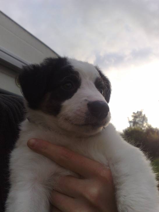 fripouille - Border Collie Mâle (2 mois)