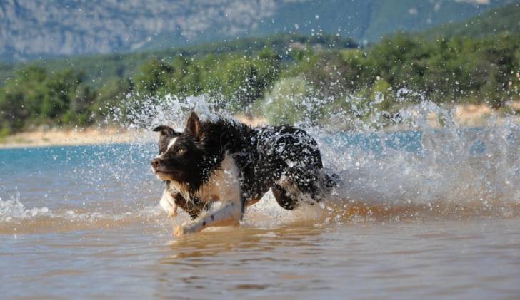 Boost - Border Collie Mâle (3 ans)
