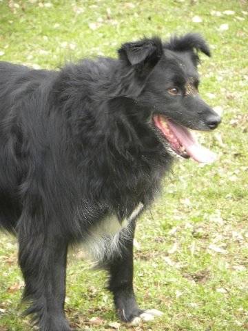 red - Border Collie (11 ans)