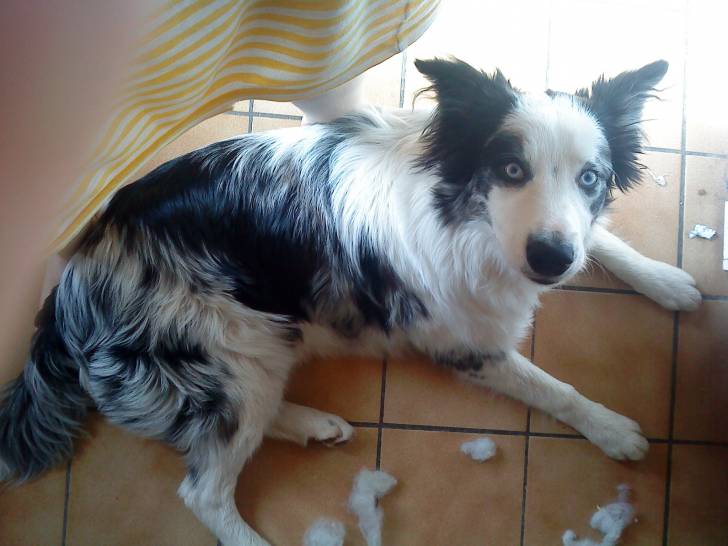 douere - Border Collie Mâle (2 ans)