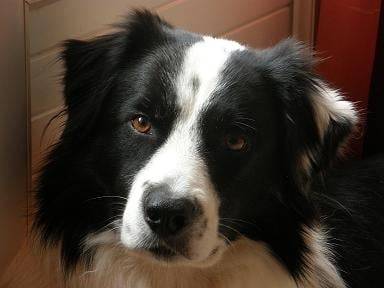 Black - Border Collie Mâle (4 ans)