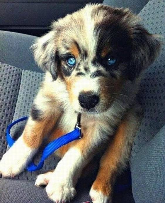 PRALINE - Border Collie (3 mois)
