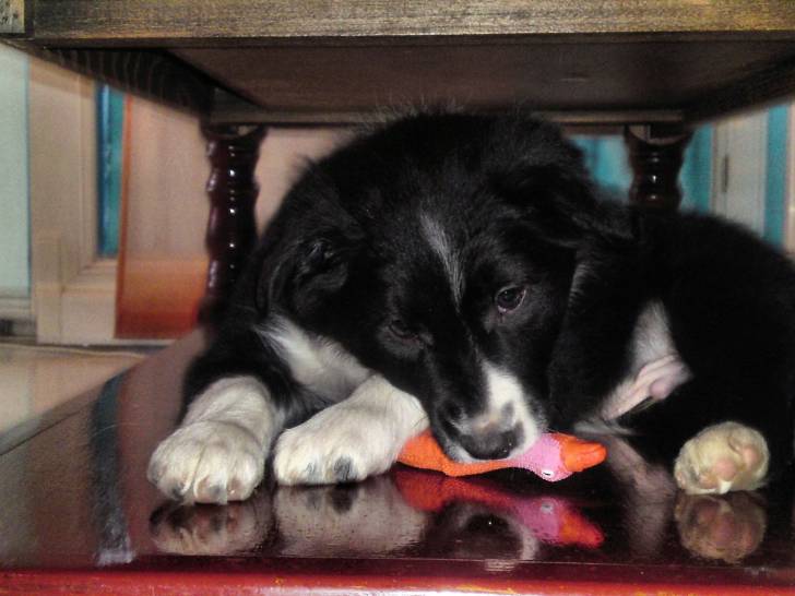 Fango - Border Collie Mâle (2 mois)