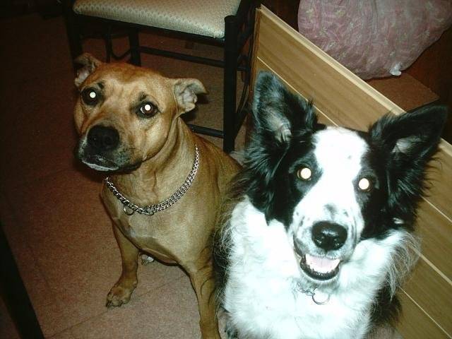 Pryska (Am'Staff) et Charly (Border Collie) - Border Collie