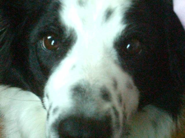 Charly - Border Collie - Border Collie