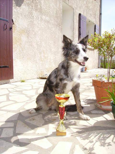 Border Collie Vaya - Border Collie