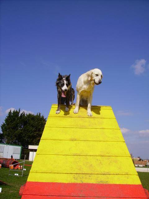 Rimelle Golden et Vaya Border Collie - Border Collie