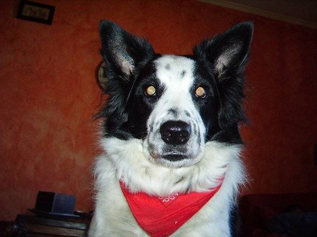 Charly Border Collie - Border Collie