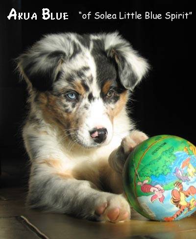 border collie - Border Collie