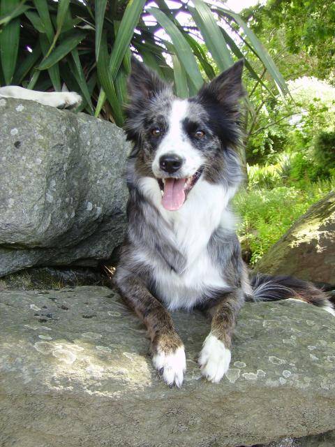 Border Collie Vaya - Border Collie