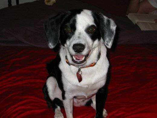 border collie - Nina - Border Collie