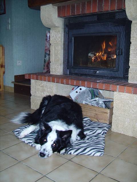 Charly Border Collie - Border Collie
