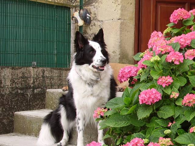 Charly (Gamin) Border Collie - Border Collie