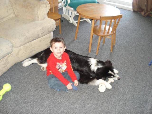 Koda, notre Border Collie - Border Collie