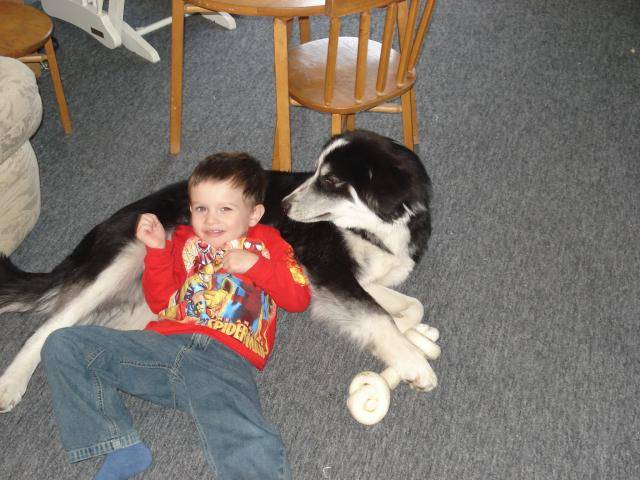 Encore une fois koda... Border collie - Border Collie
