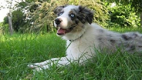 forest - Border Collie Mâle (9 mois)