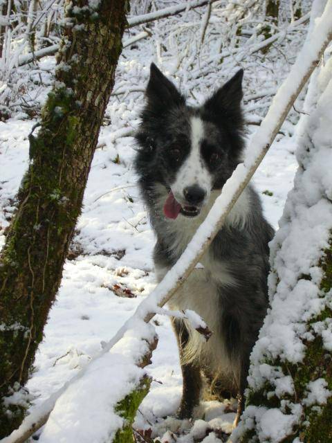 Vaya Border Collie - Border Collie