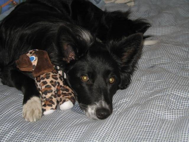 border collie plume - Border Collie