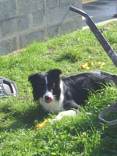 Border Collie Viper - Border Collie