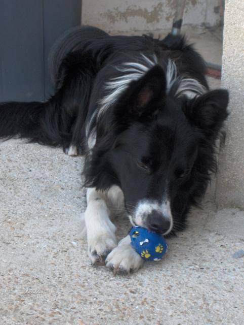 Border collie , Balto - Border Collie