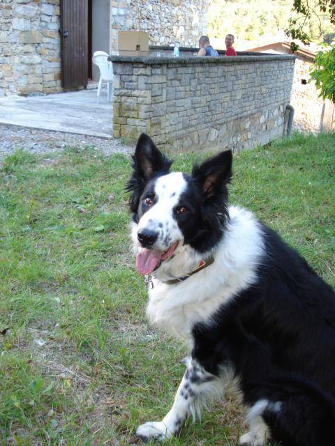 Charly Border Collie - Border Collie