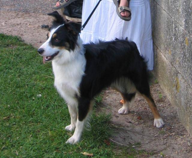 tina, border collie - Border Collie