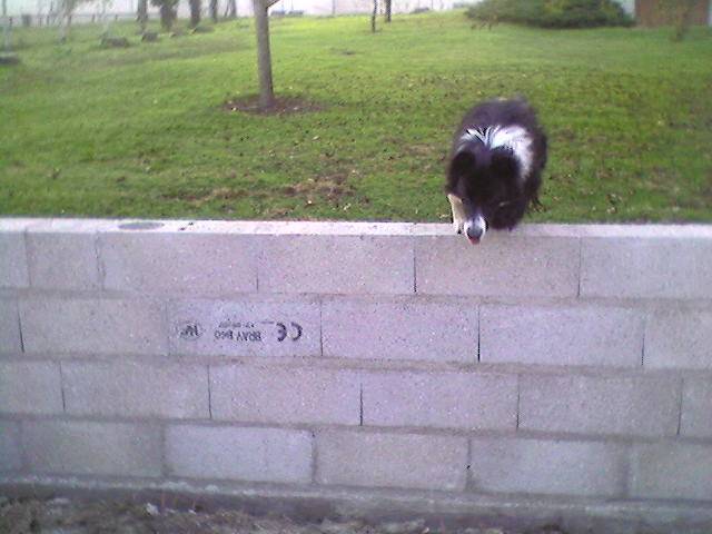 Border Collie : Balto - Border Collie