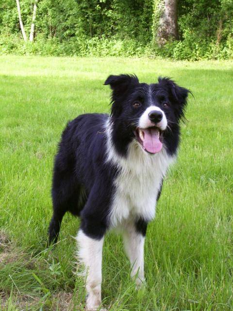 Border collie Looping - Border Collie
