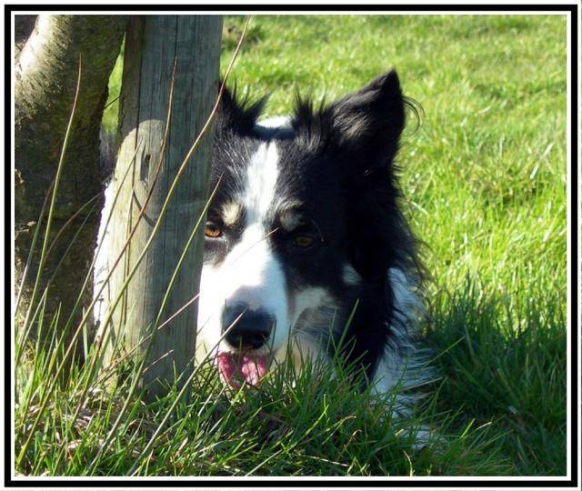 Noa ( Border Collie ) - Border Collie