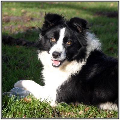 Treloss Suzy ( Border Collie ) - Border Collie