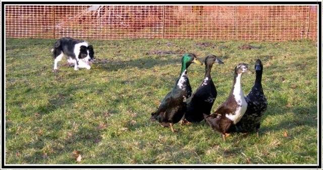 Treloss Suzy ( Border Collie ) - Border Collie