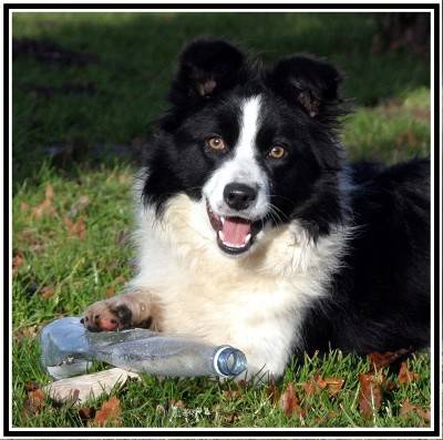 Treloss Suzy ( Border Collie ) - Border Collie