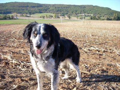 Samka, border collie x epagneul - Border Collie