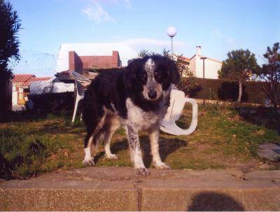 samka, border collie x epagneul - Border Collie