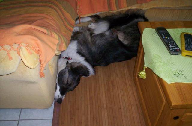 border collie son nom est balto - Border Collie