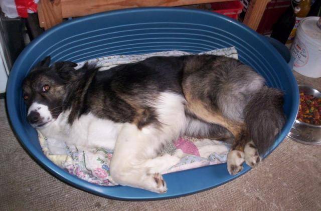 border collie son nom est balto - Border Collie