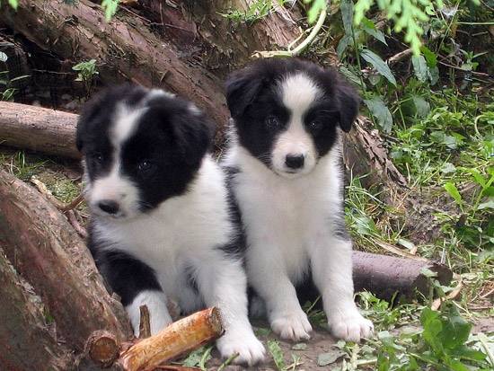 stella et blue - Border Collie (2 ans)