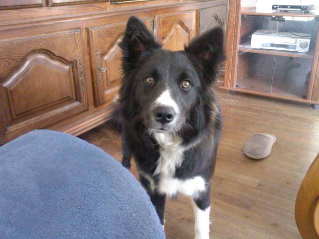 Elffie border collie de 7 mois - Border Collie (7 mois)