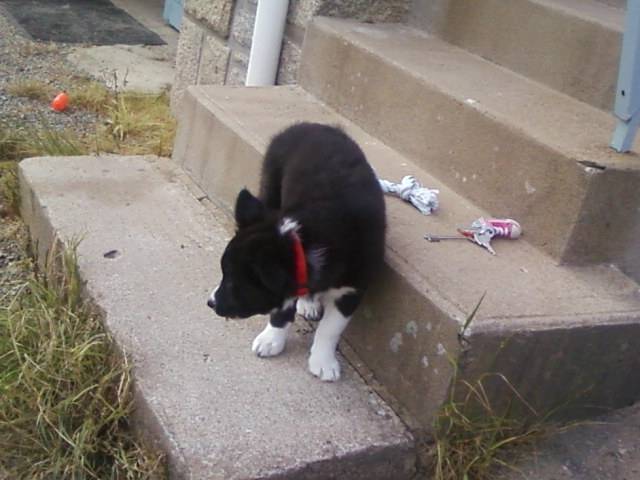 Elffie border collie - Border Collie