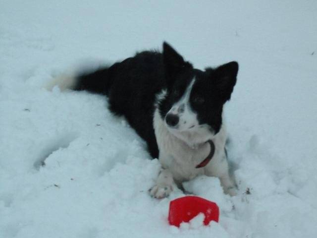 Border Collie Loona - Border Collie