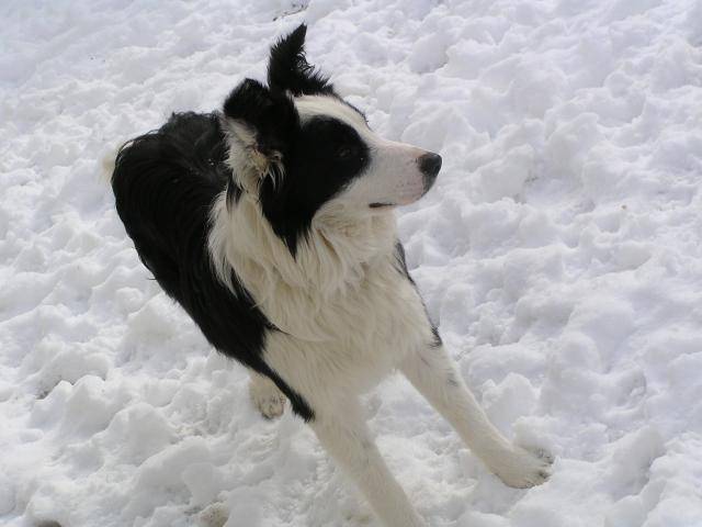 Border collie - Canaille - Border Collie