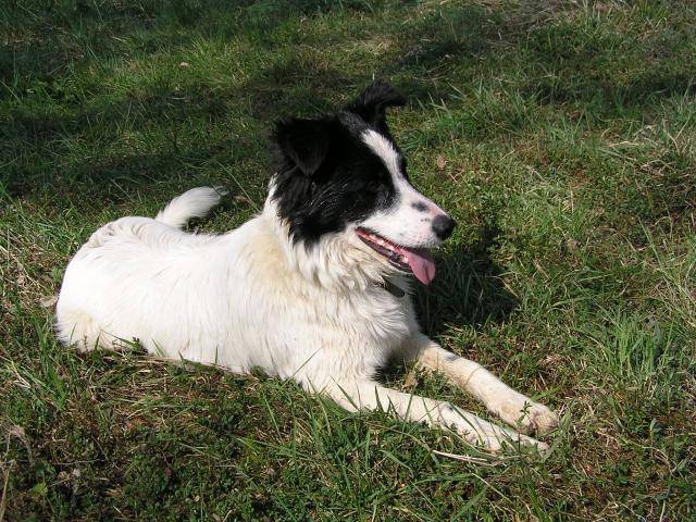 Border collie - Popeye - Border Collie Mâle