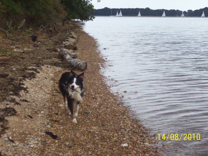 Glen - Border Collie Mâle (9 ans)