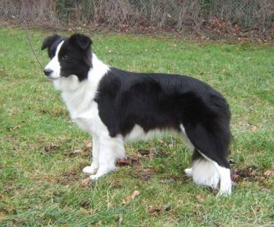Vicky - Border Collie (4 ans)